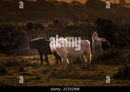 Wary wild Bodmin Ponies grazing on the rugged Bodmin Moor in Cornwall. Stock Photo