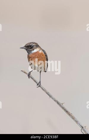 A Stonechat Saxicola rubicola perched on the twig of a bush. Stock Photo