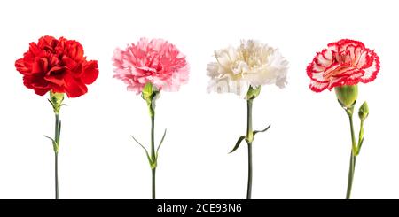 Carnations group isolated on white background Stock Photo