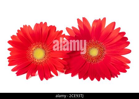 Red Gerbera flowers  isolated on white background Stock Photo