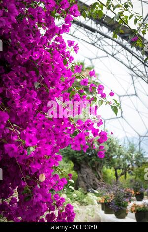 Bougainvillea growing inside the Mediterranean Biome at the Eden project complex in Cornwall. Stock Photo