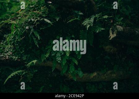 Green plants growing on stone Stock Photo