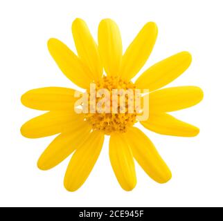 Jacobaea vulgaris flower isolated on white background Stock Photo