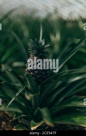 Ripe pineapple growing on shrub with green leaves in garden Stock Photo