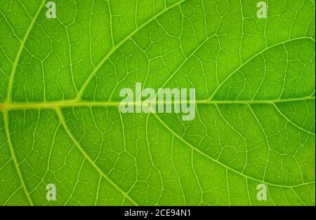 Green leaves background. Leaf texture Stock Photo