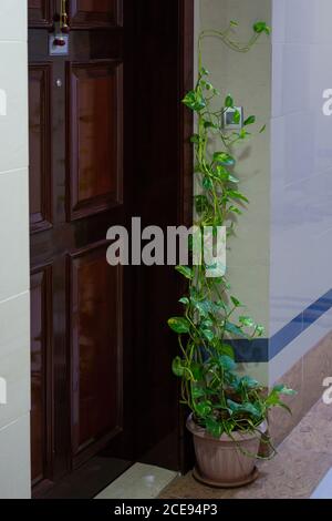 A money plant (Epipremnum aureum), also called the Devil's Ivy is placed at the door entrance as a decorative concept. Stock Photo