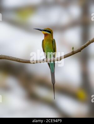 A beautiful Blue-tailed Bee-eater (Merops philippinus), perched on a branch. Stock Photo