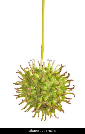 American sweetgum  fruit isolated on white Stock Photo