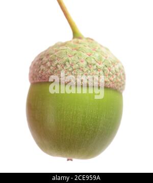 Common oak ( Quercus robur) acorn  isolated on white background Stock Photo