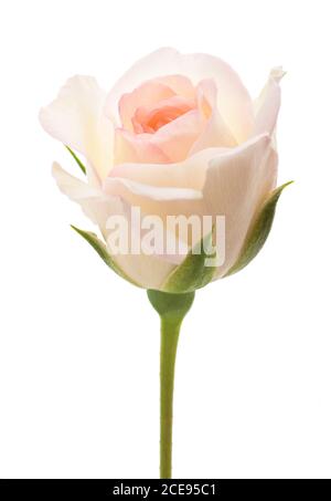 White rose flower isolated on white background Stock Photo