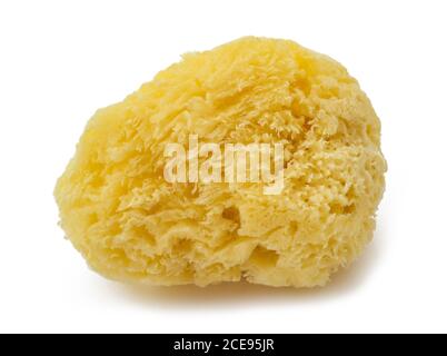Natural yellow sponge isolated on white background Stock Photo