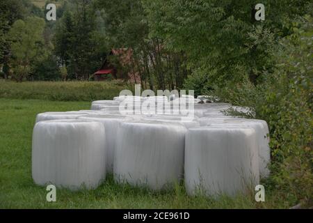Round bales of hay on a farming field. Preparation for winter. Straw packed in white foil. Bales of hay lying on the meadow during haymaking. Stock Photo