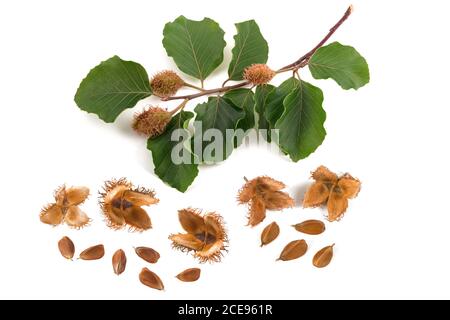 Beech branch with beechnuts isolated on white background Stock Photo