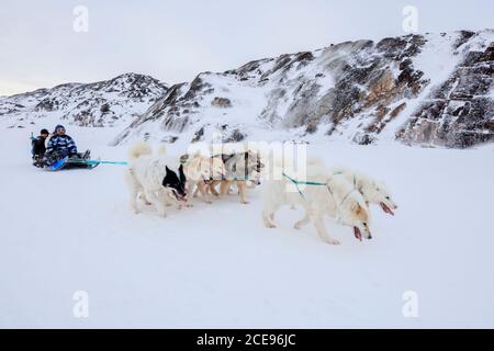 Dogs pulling a Sled across snow in Greenland. Stock Photo