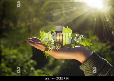 Fresh herbs - Natural remedies - Bach flower remedy. Stock Photo