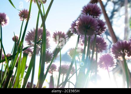 Worm's eye view of chives growing in a kitchen garden. Stock Photo
