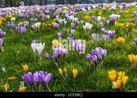 Purple yellow and white crocus flowers during spring in Deans Park. Stock Photo