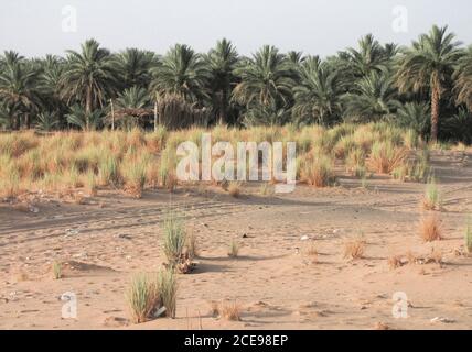 Plastic and paper rubbish in the Jebel Barkal oasis in Sudan Stock Photo