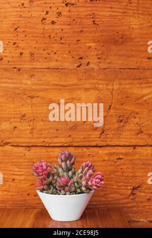 Succulent plant in white flower pot on terracotta colored wall background. Orange or ocher clay texture. Minimalist modern interior design and gardening. Stock Photo