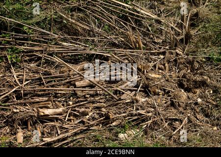 Texture of hardened wheat only the stalks are left on the ground. Stock Photo