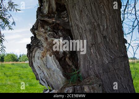 A willow tree with torn off branch. The branch has apparently been missing for a long time. Stock Photo