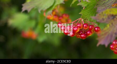 Viburnum red on a blurry green background, banner close-up Stock Photo