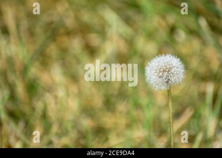 Dandelion seeds in the field Stock Photo