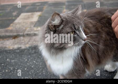 Selective focus closeup shot of a cat being pet on the side of the road Stock Photo