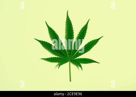 Single Marijuana or Hemp Leaf Isolated on Minimal Pale Yellow Background with Copy Space Stock Photo