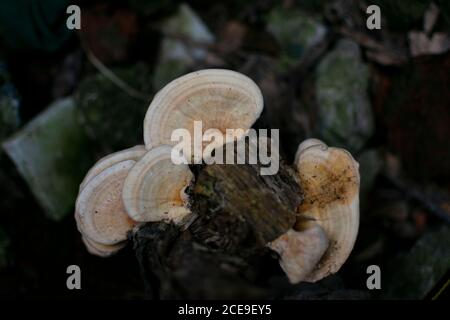pleurotus pulmonarius growing in the rotten wood of the forest floor Stock Photo