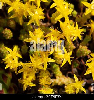 Hoverfly Eupeodes luniger feeding on  Goldmoss stonecrop (Sedum acre) Stock Photo