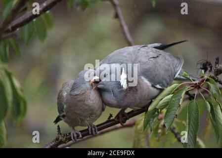 Fledgling Common Woodpigeon (Columba palumbus) Being Fed by Parent on the Branch of a Cherry Tree in English Garden Stock Photo
