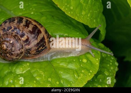 Snail on green salad leaves Stock Photo