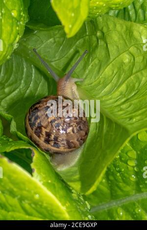 Snail on green salad leaves Stock Photo
