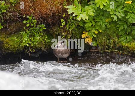 Harlequin duck / painted duck (Histrionicus histrionicus) female resting on river bank in summer, Iceland Stock Photo