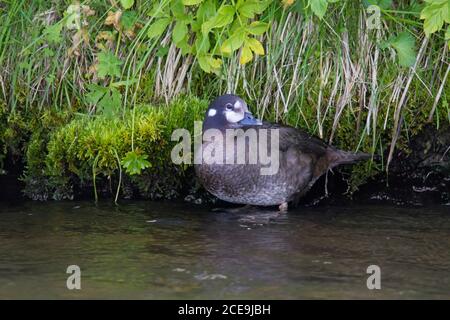 Harlequin duck / painted duck (Histrionicus histrionicus) female resting on river bank in summer, Iceland Stock Photo