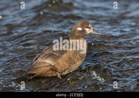 Harlequin duck / painted duck (Histrionicus histrionicus) female foraging in shallow water in summer Stock Photo