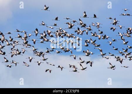 Migrating flock of common cranes / Eurasian crane (Grus grus) flying against blue sky during migration in autumn / fall Stock Photo