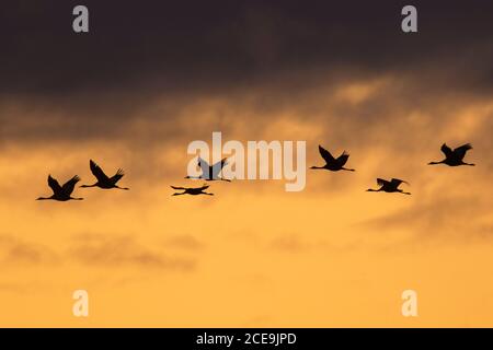 Migrating flock of common cranes / Eurasian crane (Grus grus) flying at sunset during migration, silhouetted against orange sky Stock Photo