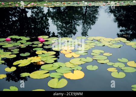 Pink water lillies (Nymphaea pubescens) in a pond- selective focus Stock Photo