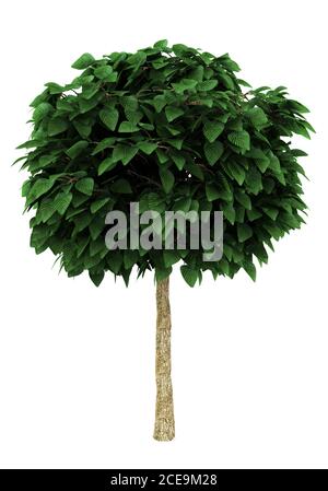 tree isolated on white background Stock Photo