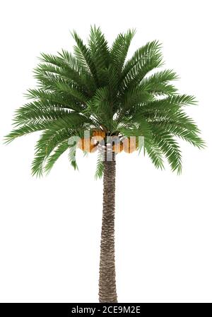 Palm tree isolated on white background Stock Photo - Alamy