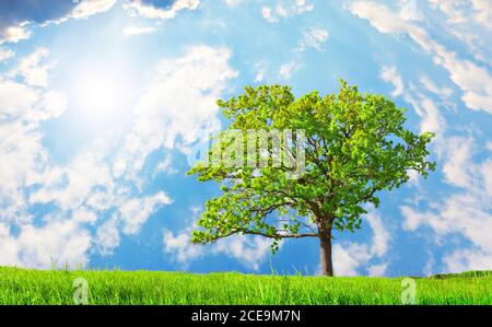 beautiful green tree on meadow Stock Photo - Alamy