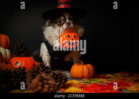 Adorable chihuahua dog wearing a Halloween witch hat and holding a pumpkin on dark background. Stock Photo
