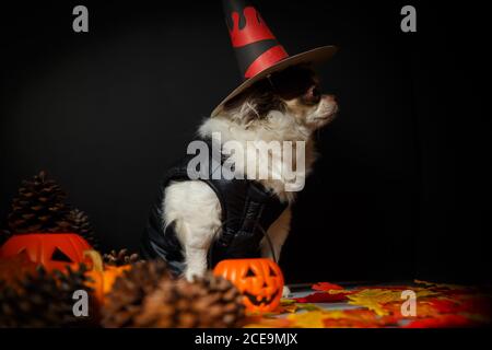 Adorable chihuahua dog wearing a Halloween witch hat with pumpkin on dark background. Stock Photo
