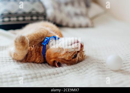 Ginger cat playing with ball on couch in living room at home. Pet having fun looking upside down Stock Photo