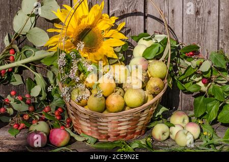 Garden pears in a wicker basket against the background of an old wooden fence. Stock Photo