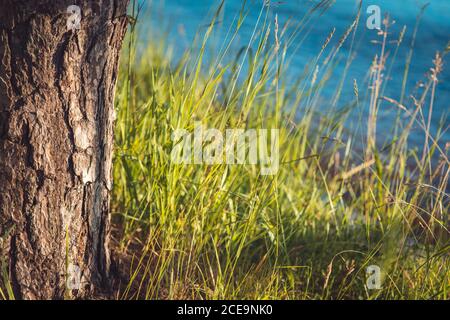 A Pine tree growing beside a river bank full of grass over blue water background closeup shot Stock Photo