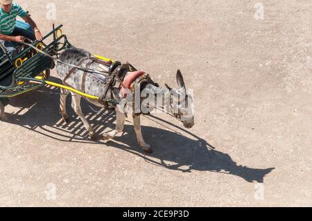 Top view of a mature man wearing a hat and a striped t-shirt rides a cart pulled by a grey donkey in Chinchón Main Square, Madrid, Spain. June 2012 Stock Photo