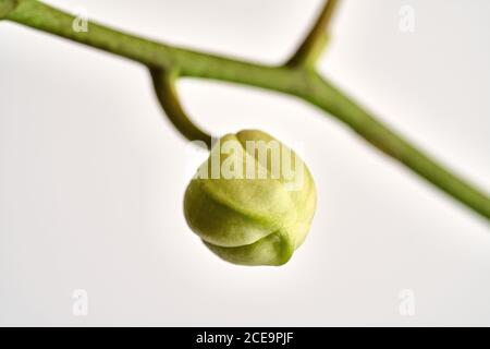 Bud of an exotic orchid just before flowering Stock Photo